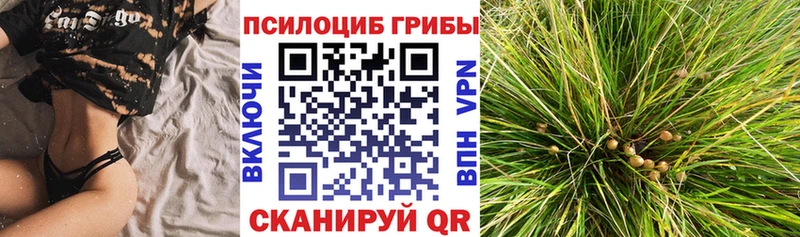 KRAKEN как войти  Уварово  Галлюциногенные грибы прущие грибы 